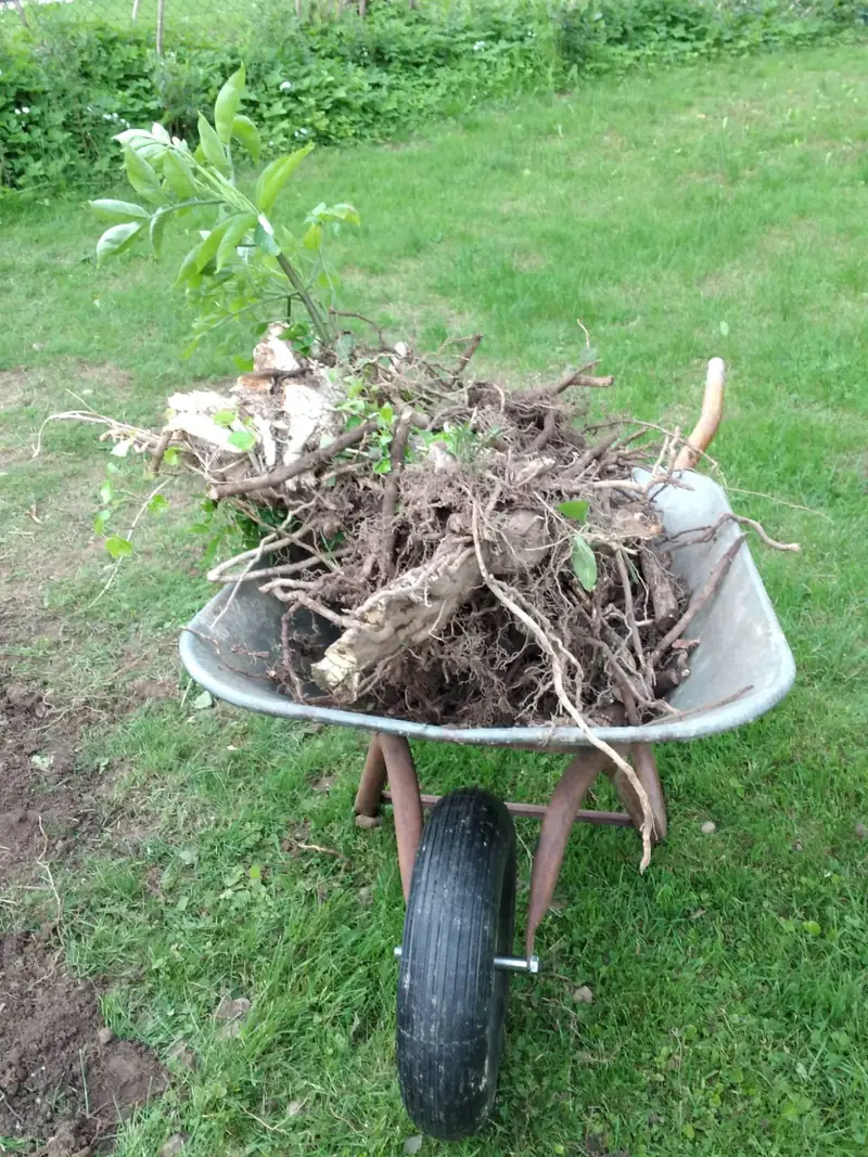 Schubkarre mit Wurzelwerk nach Gartenarbeiten
